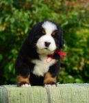 5 weeks 2