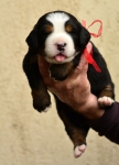 m red 3 weeks