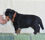 4 weeks 6