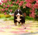 5 weeks 4