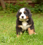 7 weeks 1