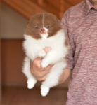 7 weeks