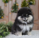 10 weeks 1