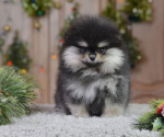 10 weeks