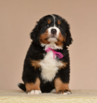 6 weeks