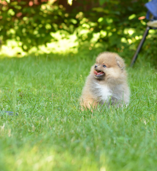 8 weeks 1