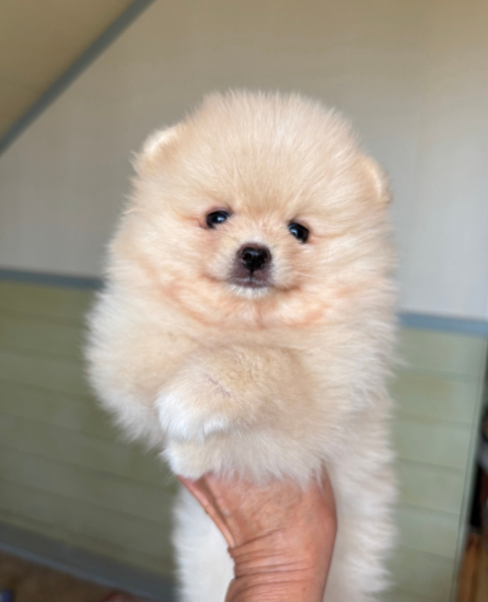 7 weeks