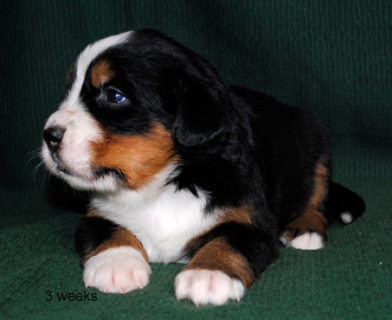 3weeks 2