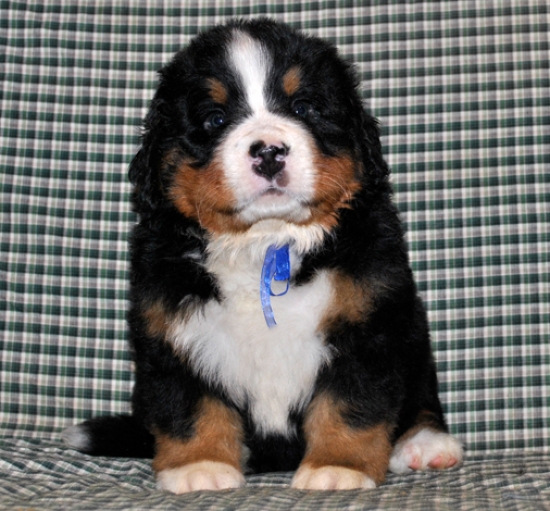 k blue 5weeks