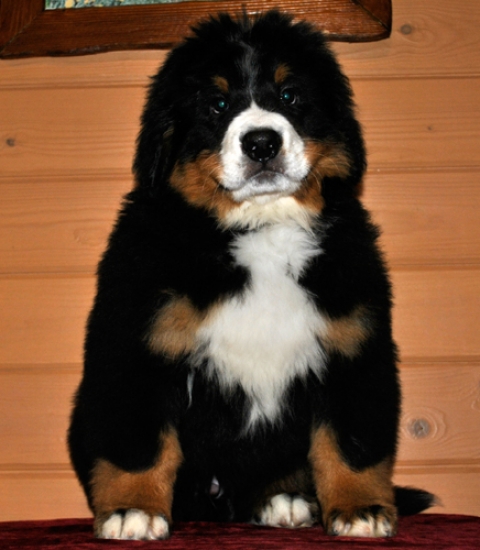 10 weeks
