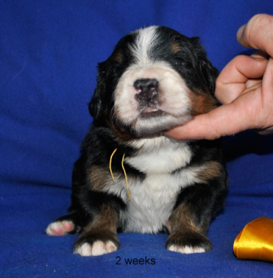 k yellow 2weeks