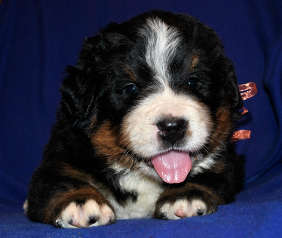 k yellow 4weeks 3