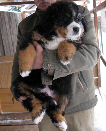 k yellow 9weeks