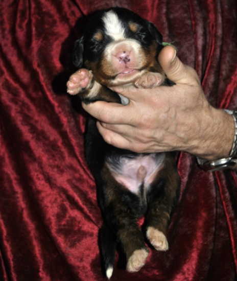 k green 1week