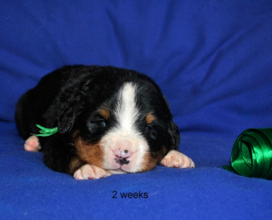 k green 2weeks