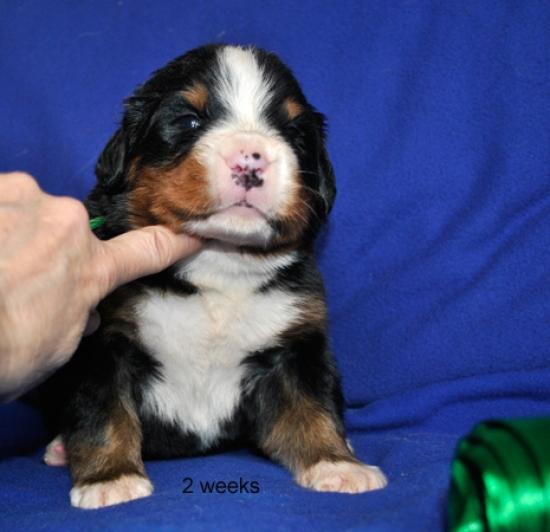 k green 2weeks 1
