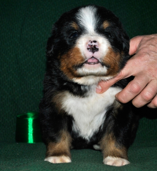k green 3weeks