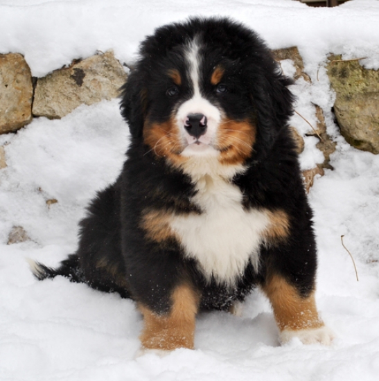 k green 8weeks 11