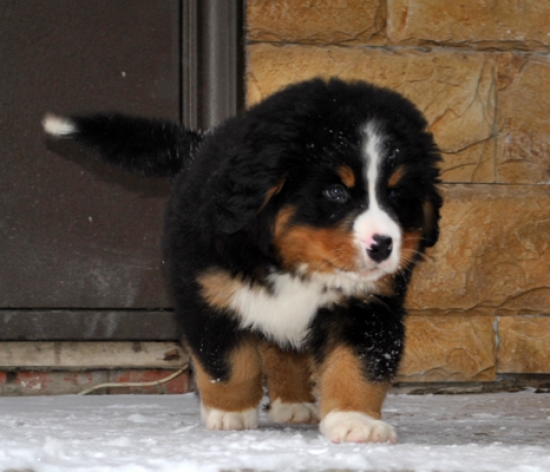 k green 8weeks 25