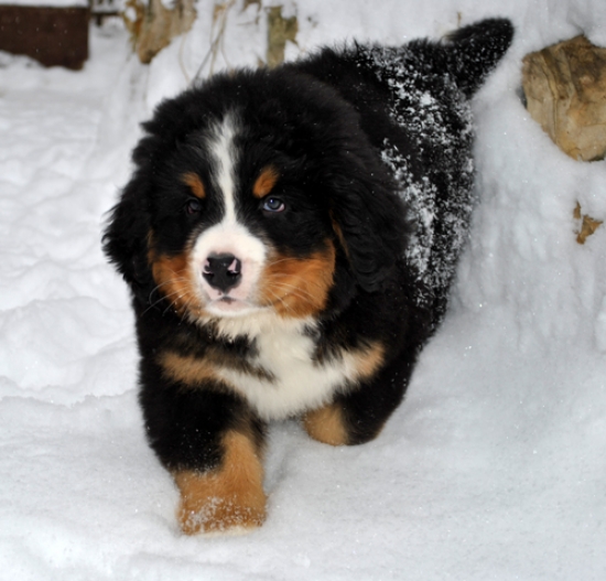 k green 8weeks 7
