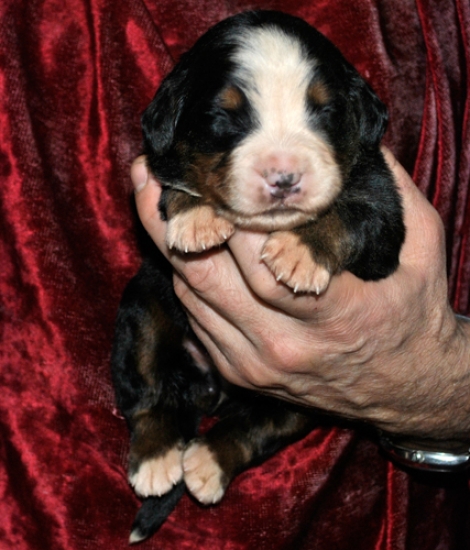 s rose 1week