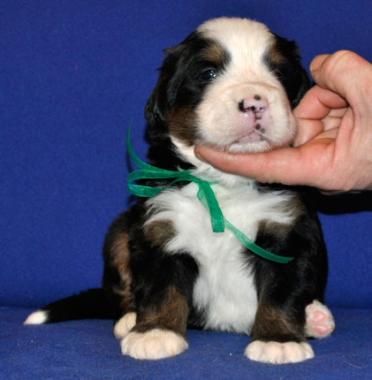 k green 3weeks