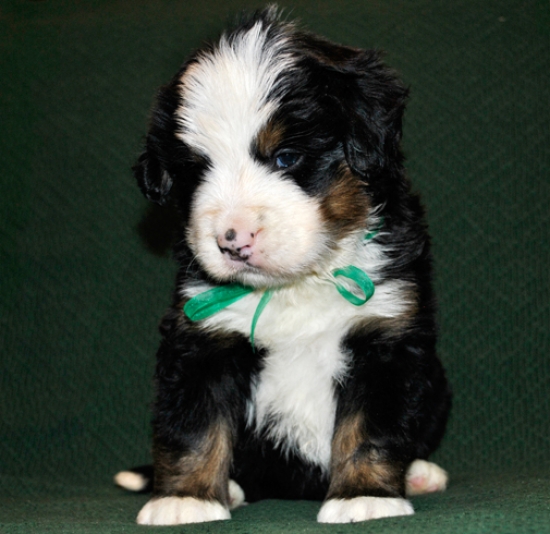 k green 4weeks 2