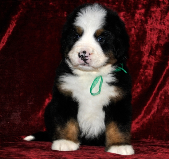 k green 5weeks 2