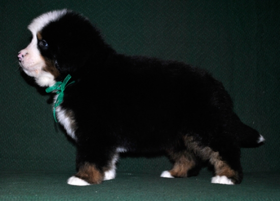 k green 6weeks 2
