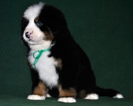 k green 6weeks 3