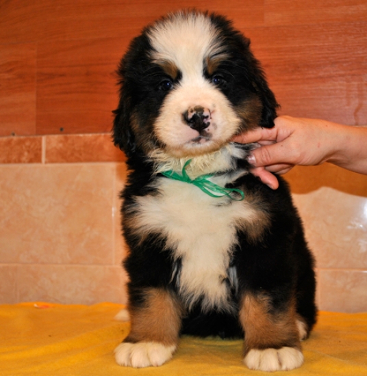 k green 7weeks