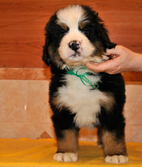 k green 7weeks 2