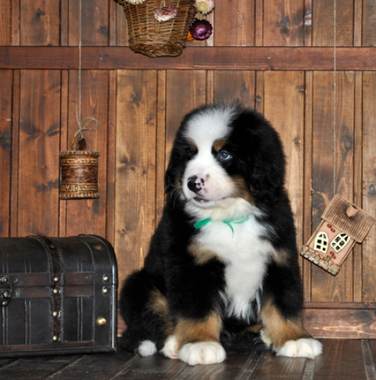 k green 8weeks 4