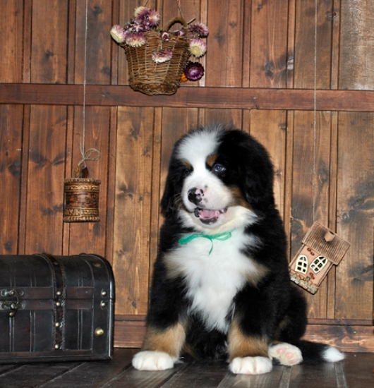 k green 8weeks 6