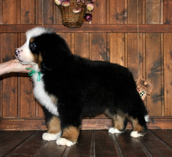 k green 8weeks 8