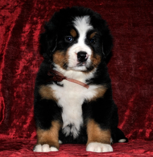 k broun 5weeks