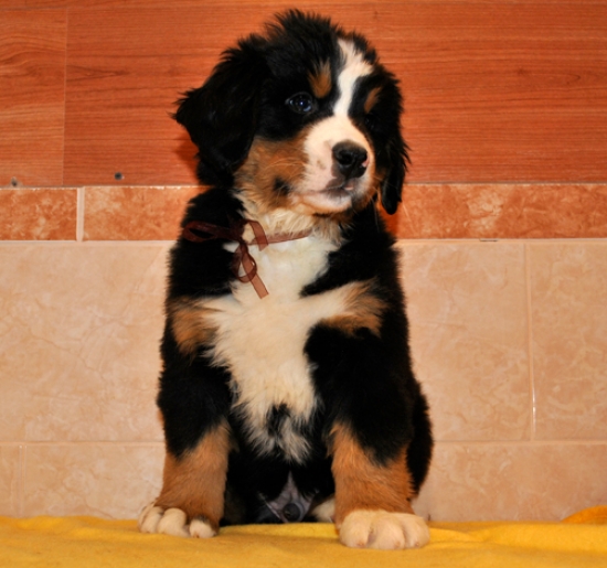 k broun 7weeks 2
