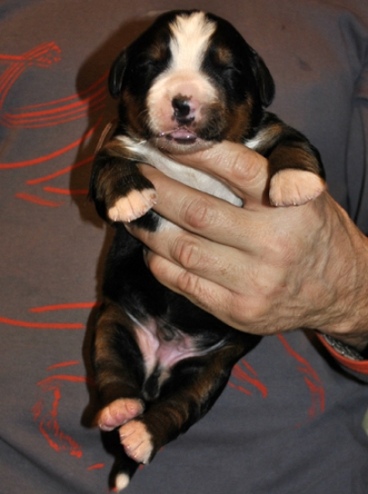 k brown 1week