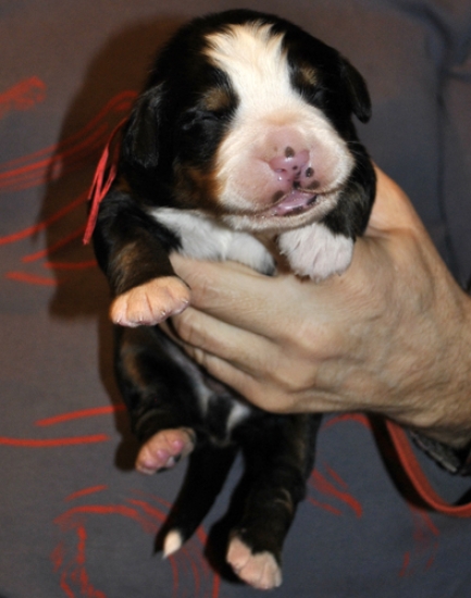 k red 1week
