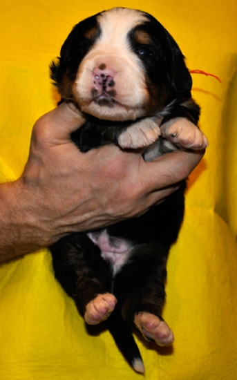 k red 2weeks