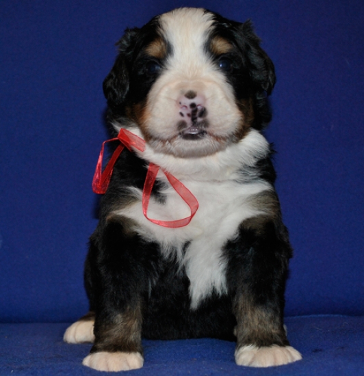 k red 3weeks