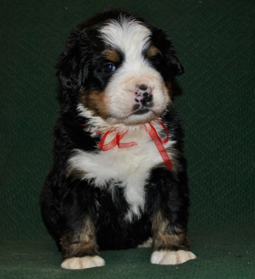 k red 4weeks 2