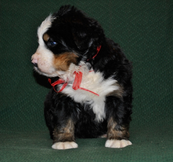 k red 4weeks 4