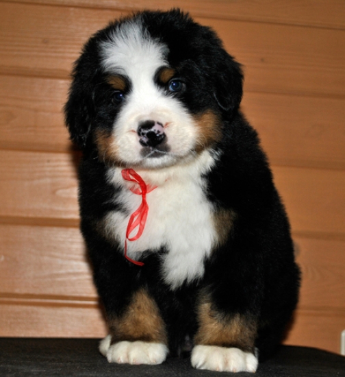 k red 6weeks