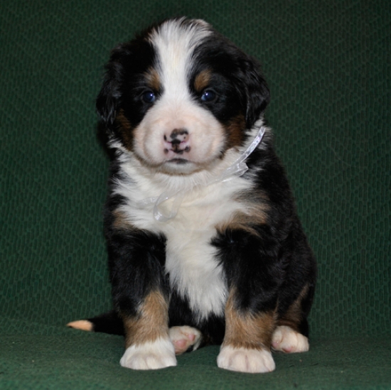 s white 4weeks