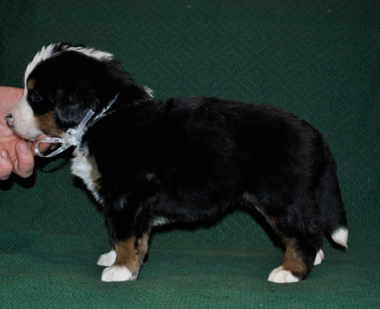 s white 4weeks 2