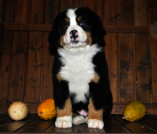 s white 8weeks