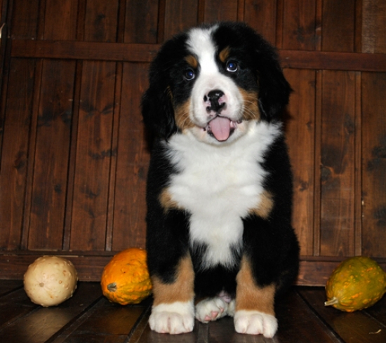 s white 8weeks 3
