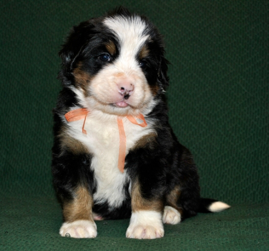 s yellow 4weeks 2