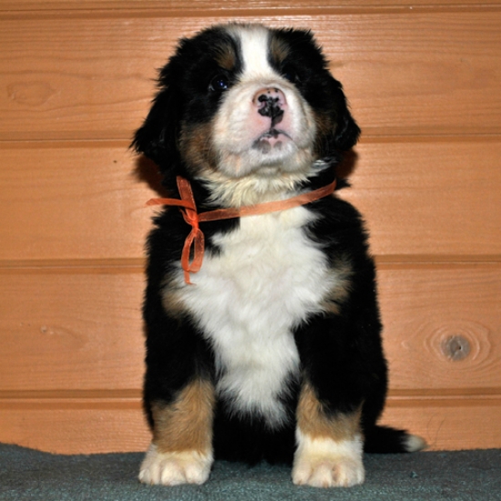 s yellow 6weeks 1